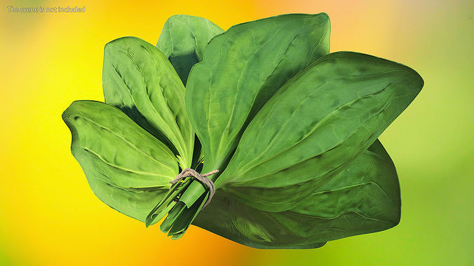 Broadleaf Plantain Herb Plant 3D model 6
