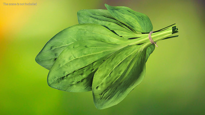 Broadleaf Plantain Herb Plant 3D model 5
