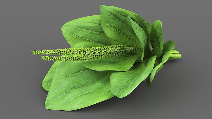 Broadleaf Plantain Herb Plant 3D model 7