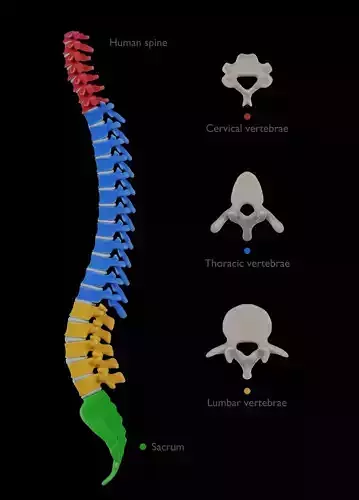 Spine with vertebraes lumbar thoracic cervical 2024  3D model