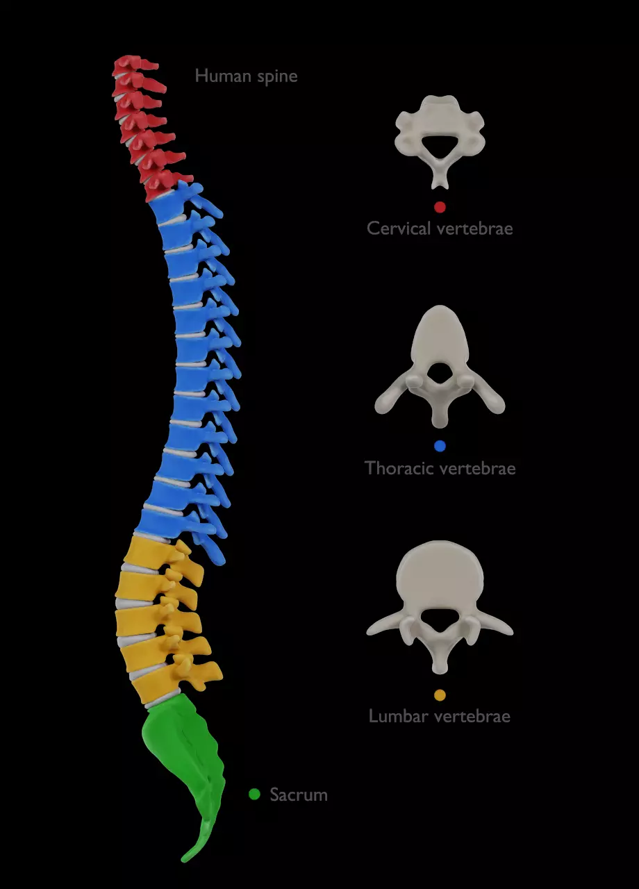 Spine with vertebraes lumbar thoracic cervical 2024 3D model_0