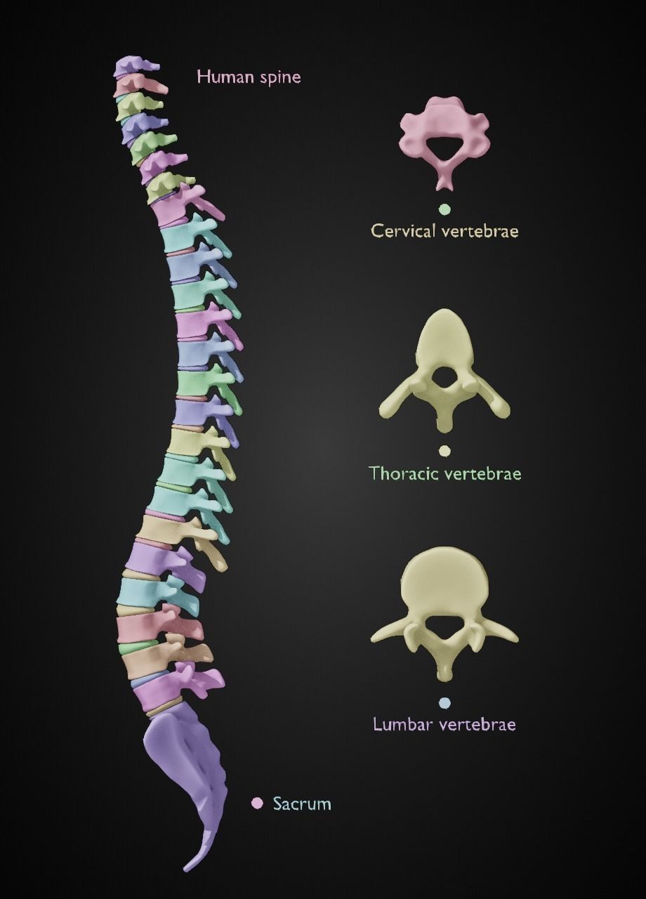 Spine with vertebraes lumbar thoracic cervical 2024 3D model_1