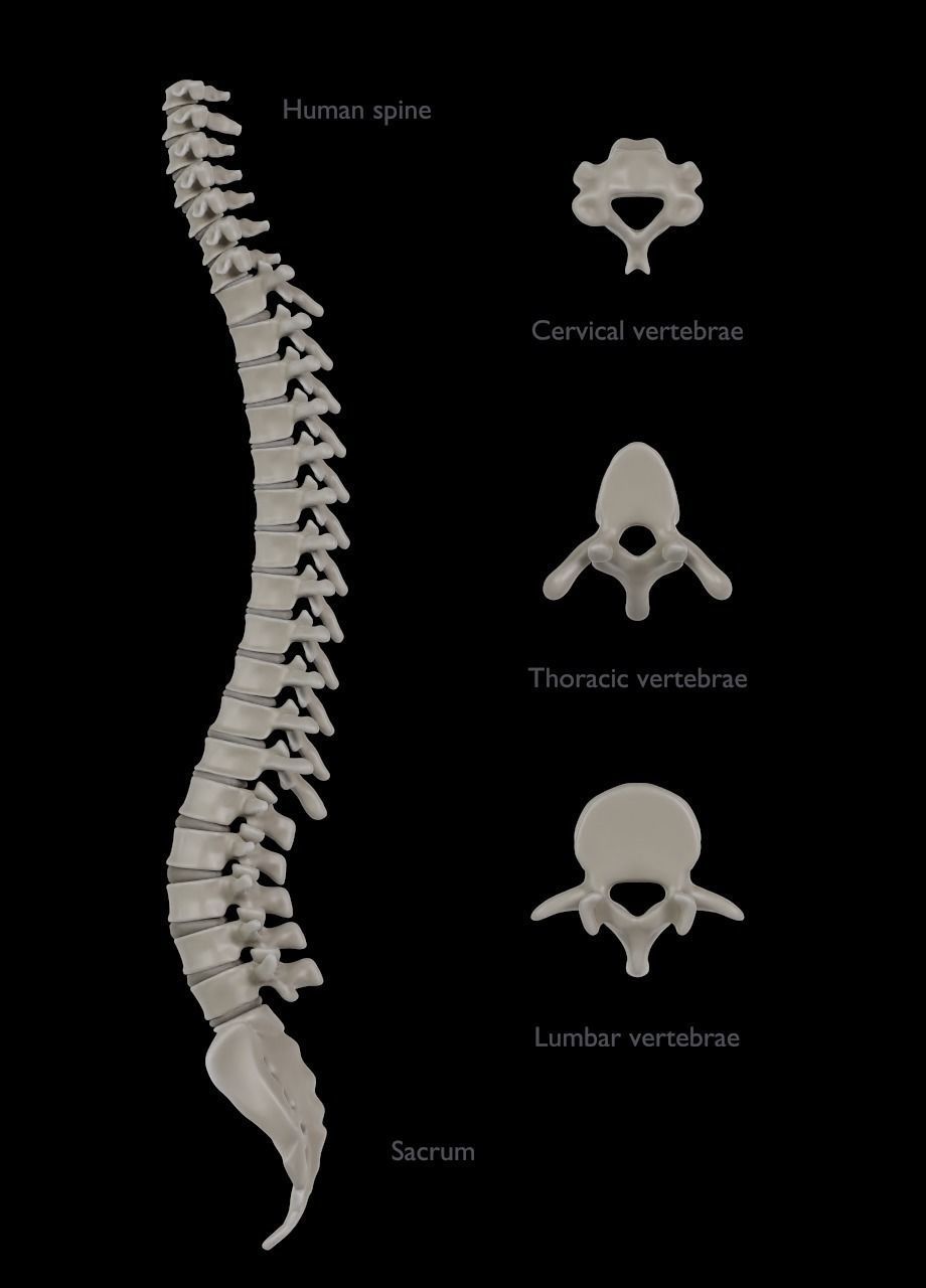 Spine with vertebraes lumbar thoracic cervical 2024 3D model_4