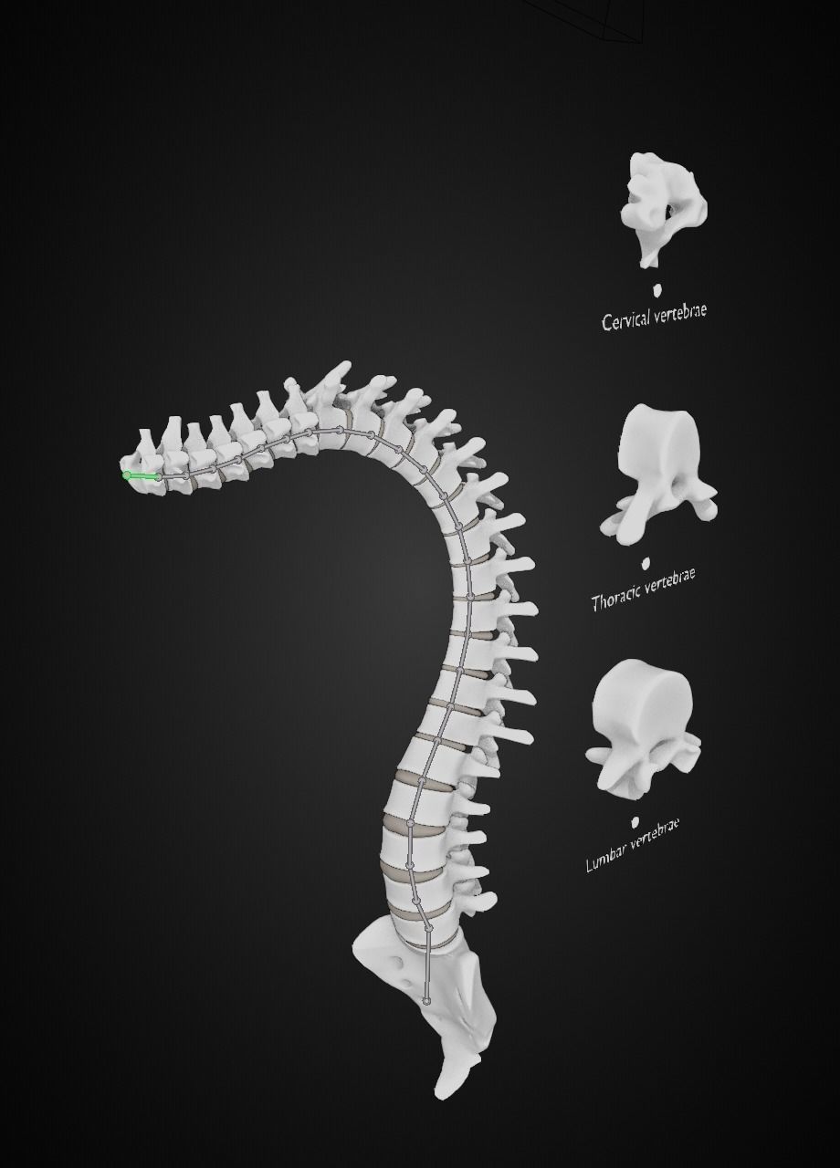 Spine with vertebraes lumbar thoracic cervical 2024 3D model_7