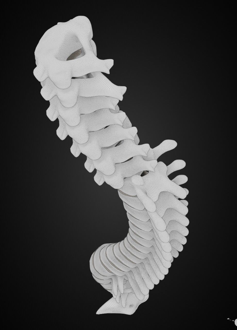Spine with vertebraes lumbar thoracic cervical 2024 3D model_13