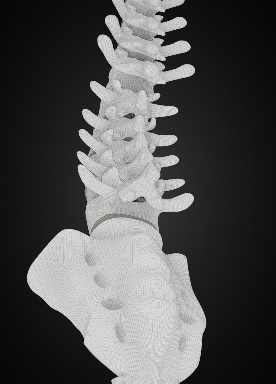 Spine with vertebraes lumbar thoracic cervical 2024 3D model_12