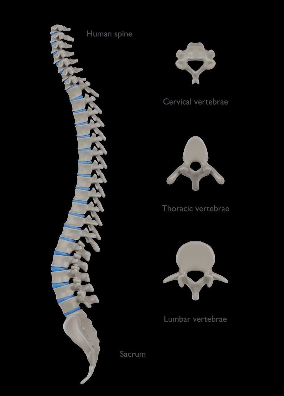 Spine with vertebraes lumbar thoracic cervical 2024 3D model_2