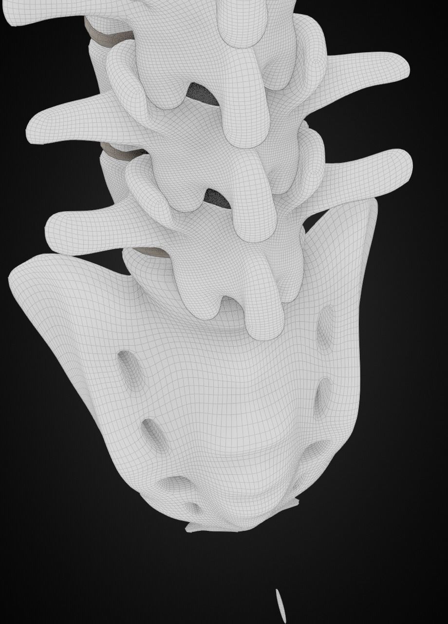 Spine with vertebraes lumbar thoracic cervical 2024 3D model_11