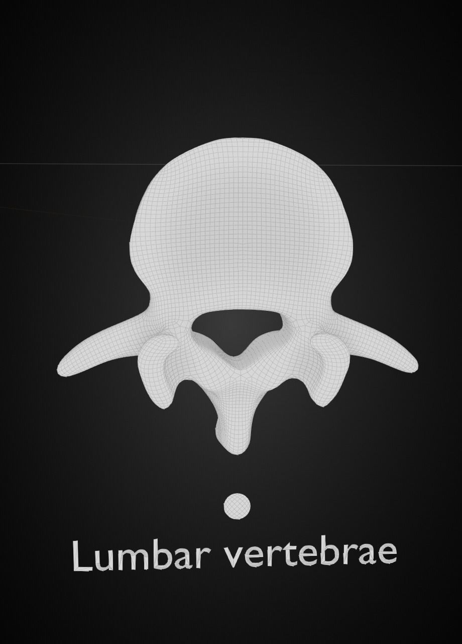 Spine with vertebraes lumbar thoracic cervical 2024 3D model_8