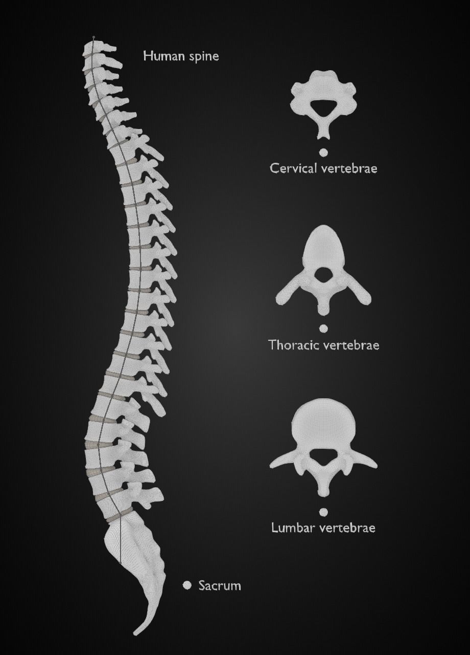 Spine with vertebraes lumbar thoracic cervical 2024 3D model_6