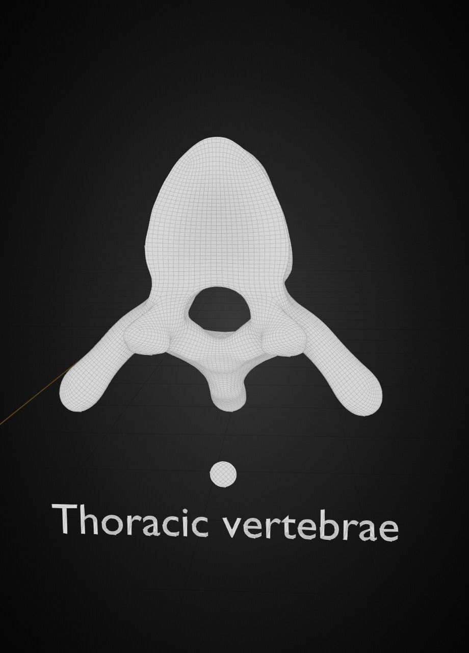 Spine with vertebraes lumbar thoracic cervical 2024 3D model_9