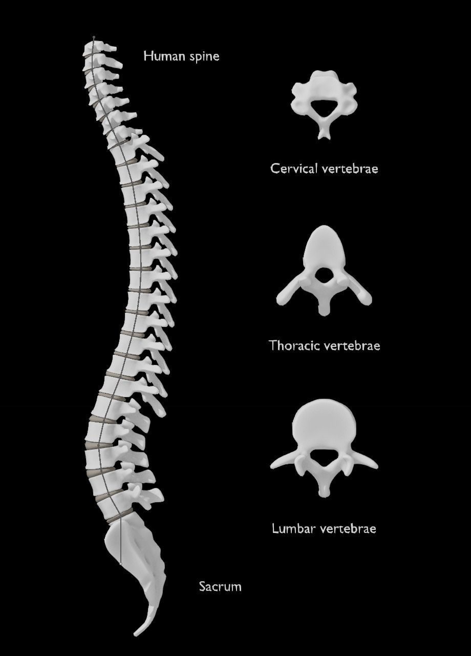 Spine with vertebraes lumbar thoracic cervical 2024 3D model_5