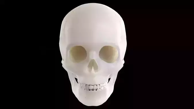 Human skull anatomy 3D 2024 3D model