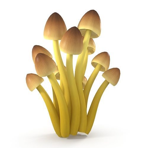 Mycena Renati mushrooms 3D model 7