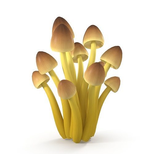 Mycena Renati mushrooms 3D model 2