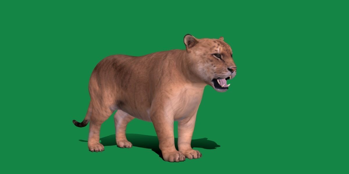 Liger Hybrid Feline 3D model_24