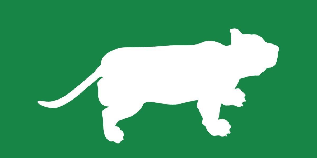 Liger Hybrid Feline 3D model_21