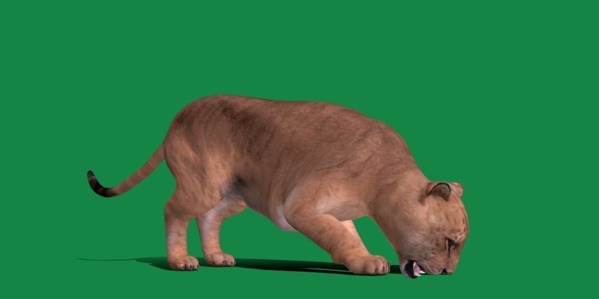 Liger Hybrid Feline 3D model_11