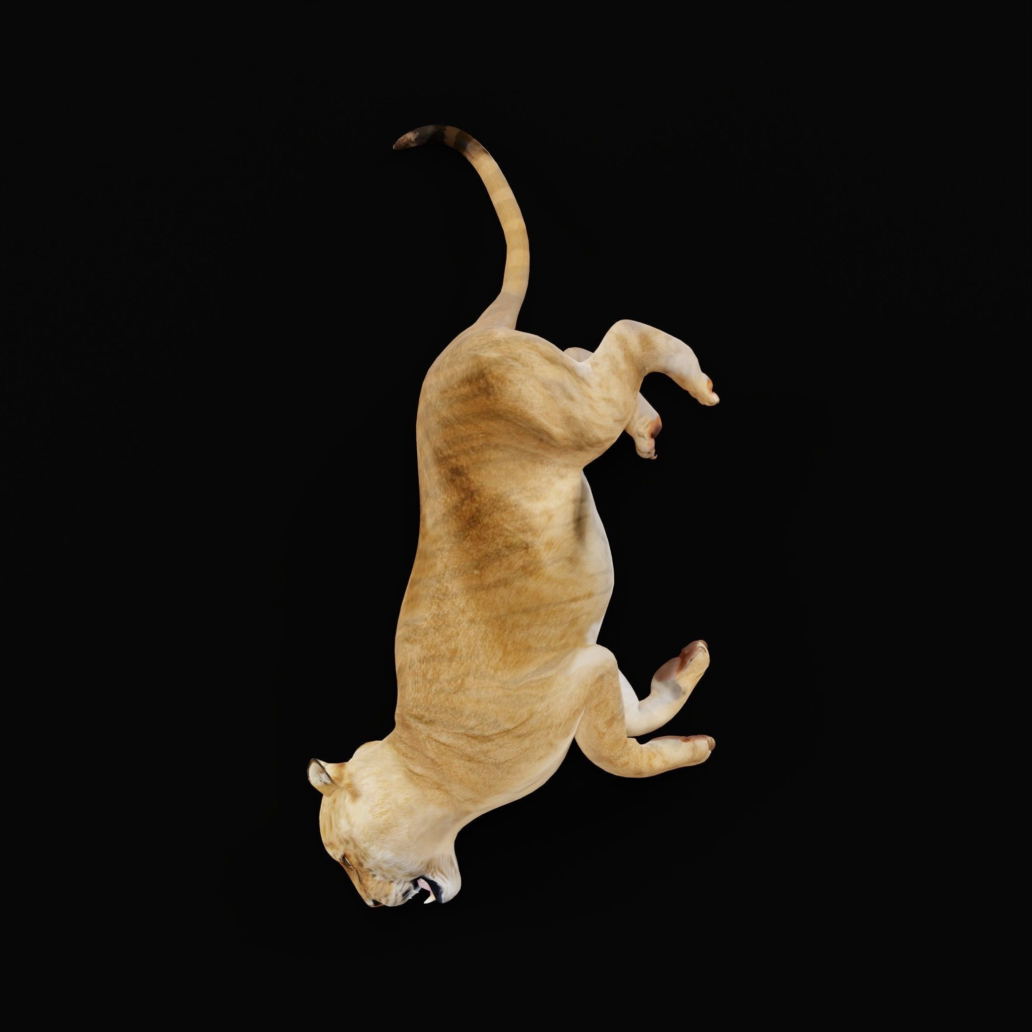 Liger Hybrid Feline 3D model_33