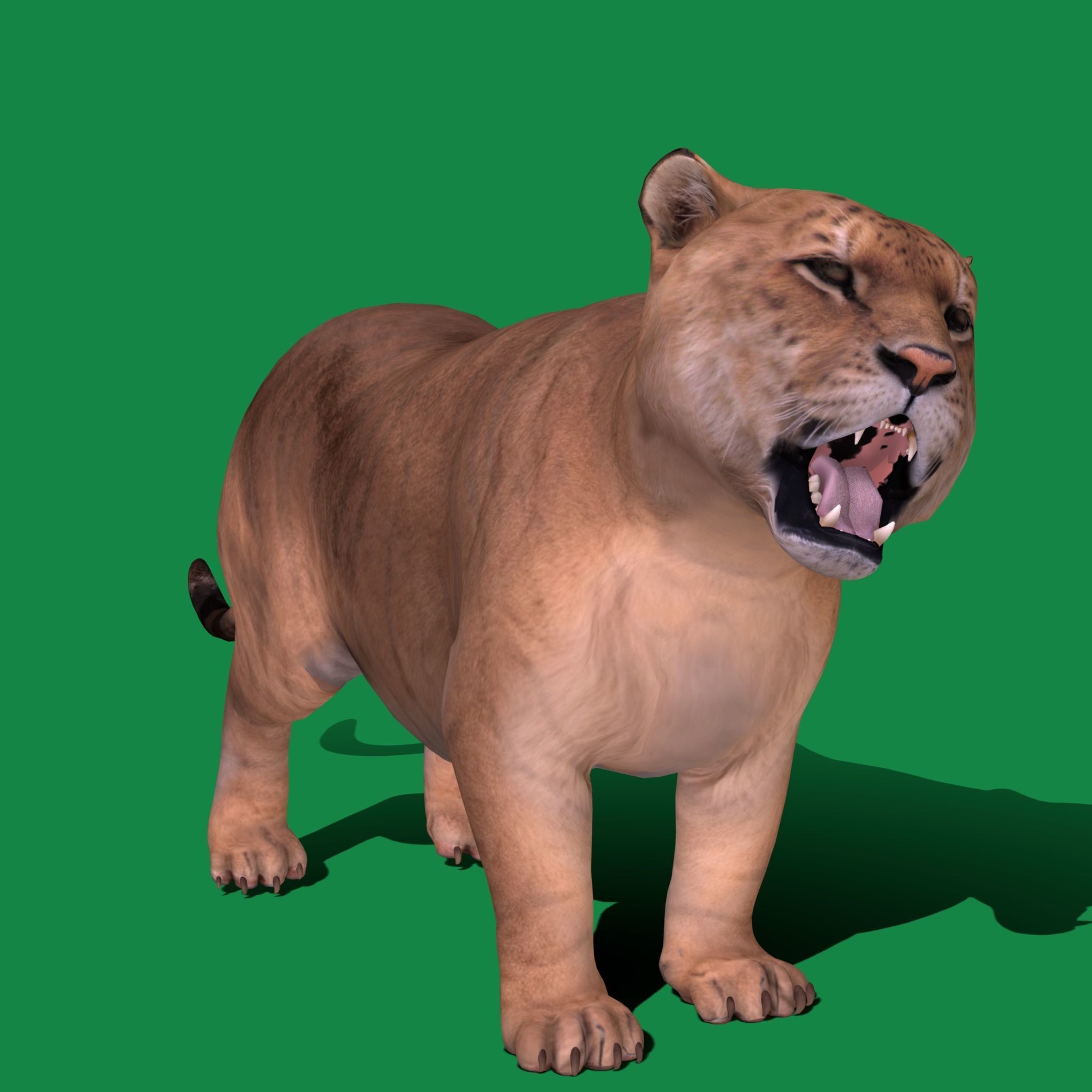 Liger Hybrid Feline 3D model_16