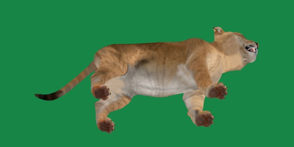 Liger Hybrid Feline 3D model_20