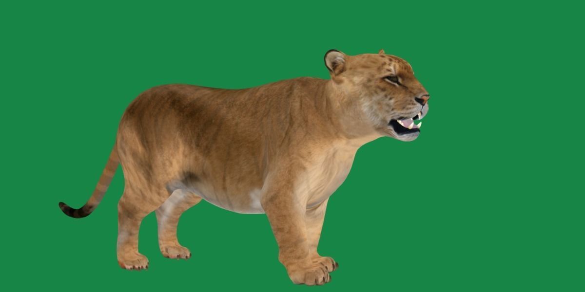 Liger Hybrid Feline 3D model_19