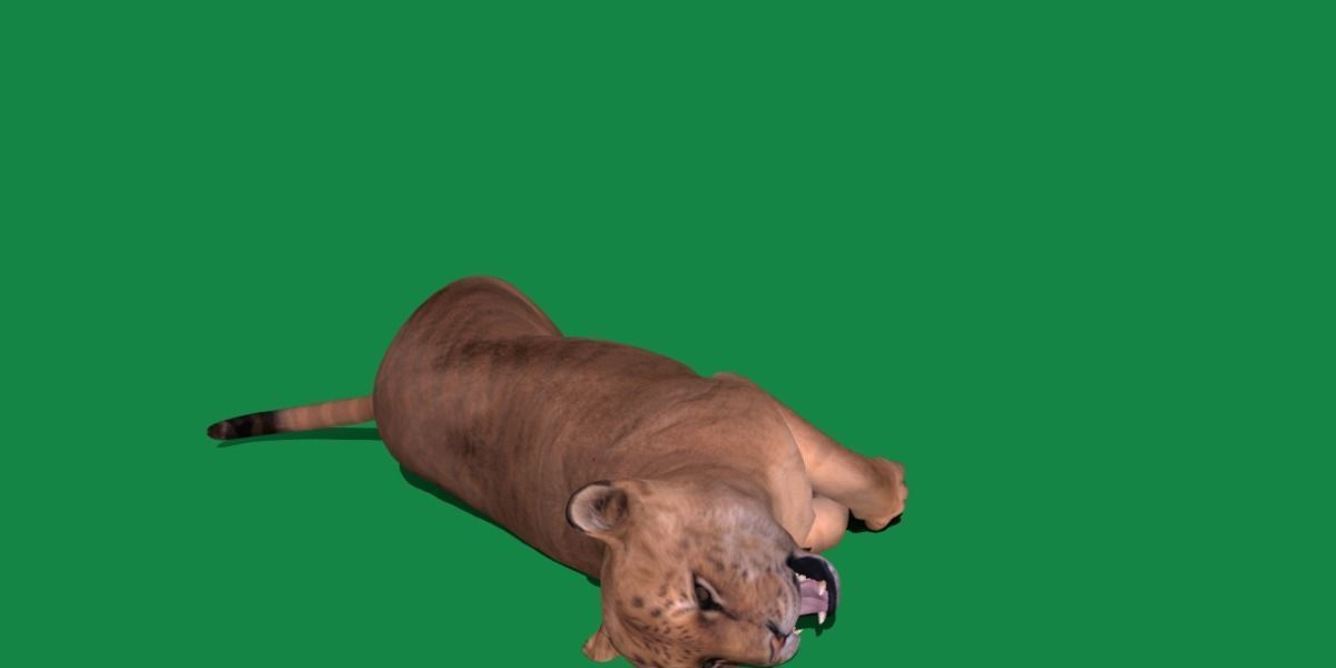 Liger Hybrid Feline 3D model_14