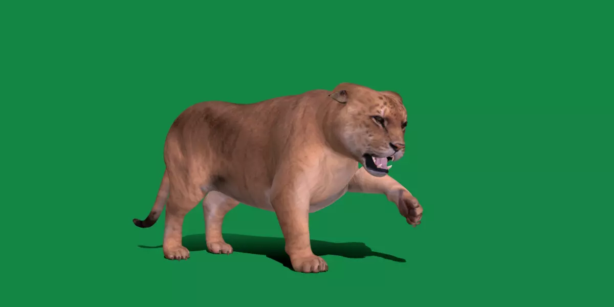 Liger Hybrid Feline 3D model_0