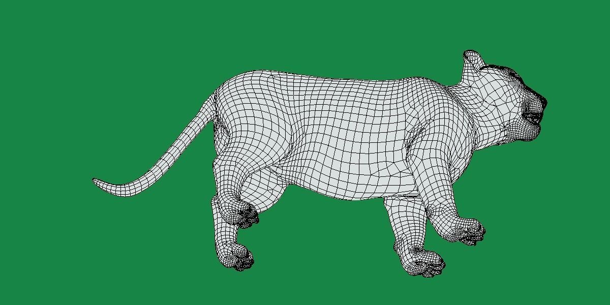 Liger Hybrid Feline 3D model_7