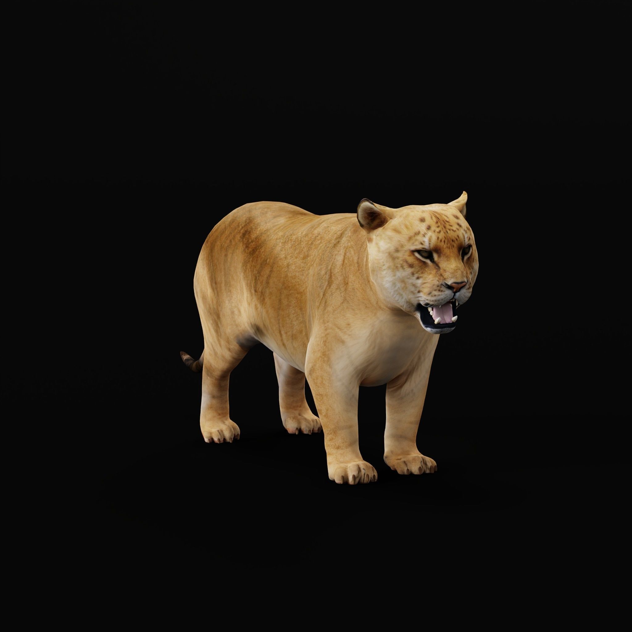 Liger Hybrid Feline 3D model_26