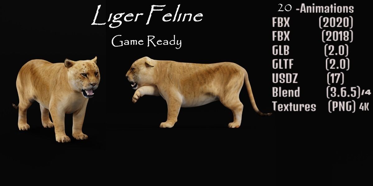 Liger Hybrid Feline 3D model_2