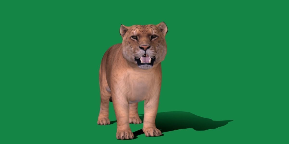 Liger Hybrid Feline 3D model_13