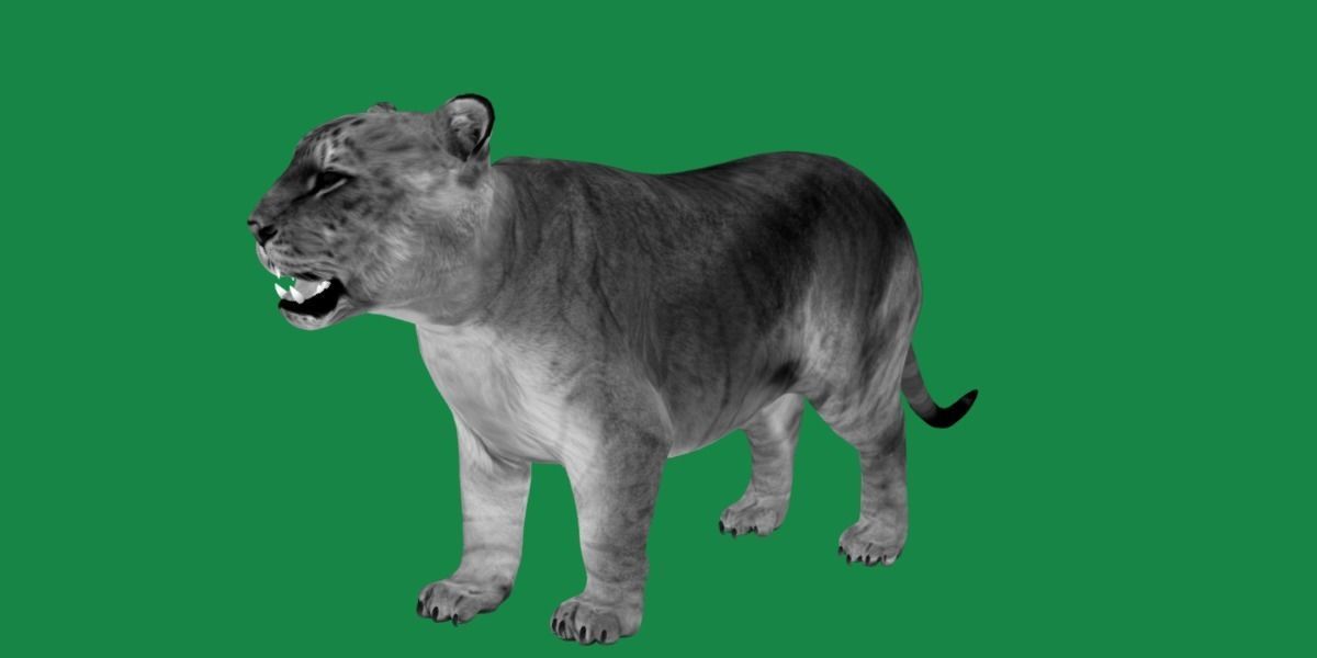 Liger Hybrid Feline 3D model_3
