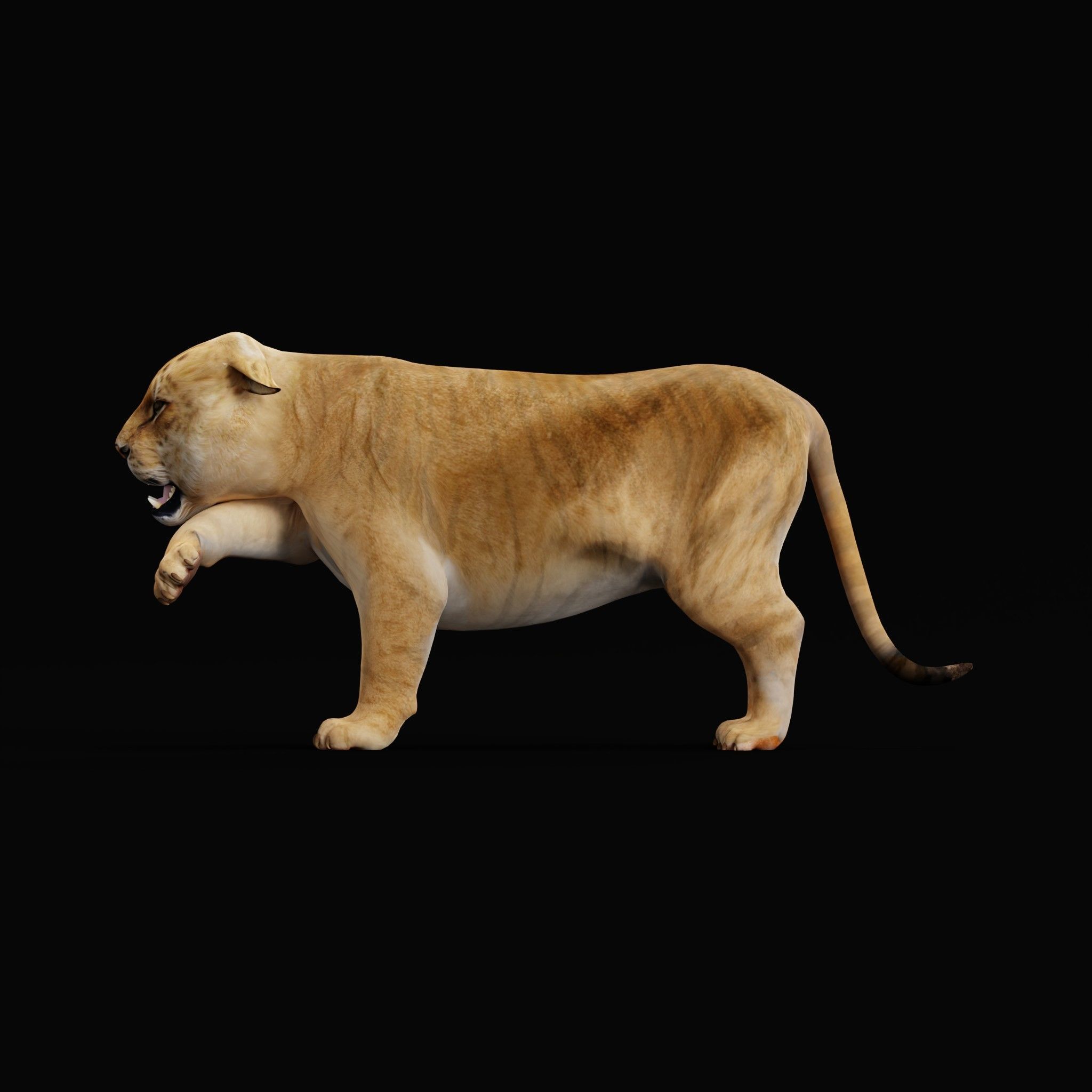 Liger Hybrid Feline 3D model_29