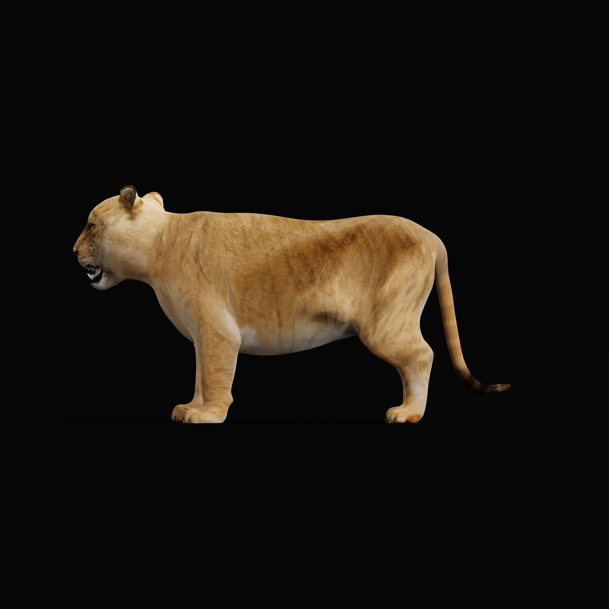 Liger Hybrid Feline 3D model_27