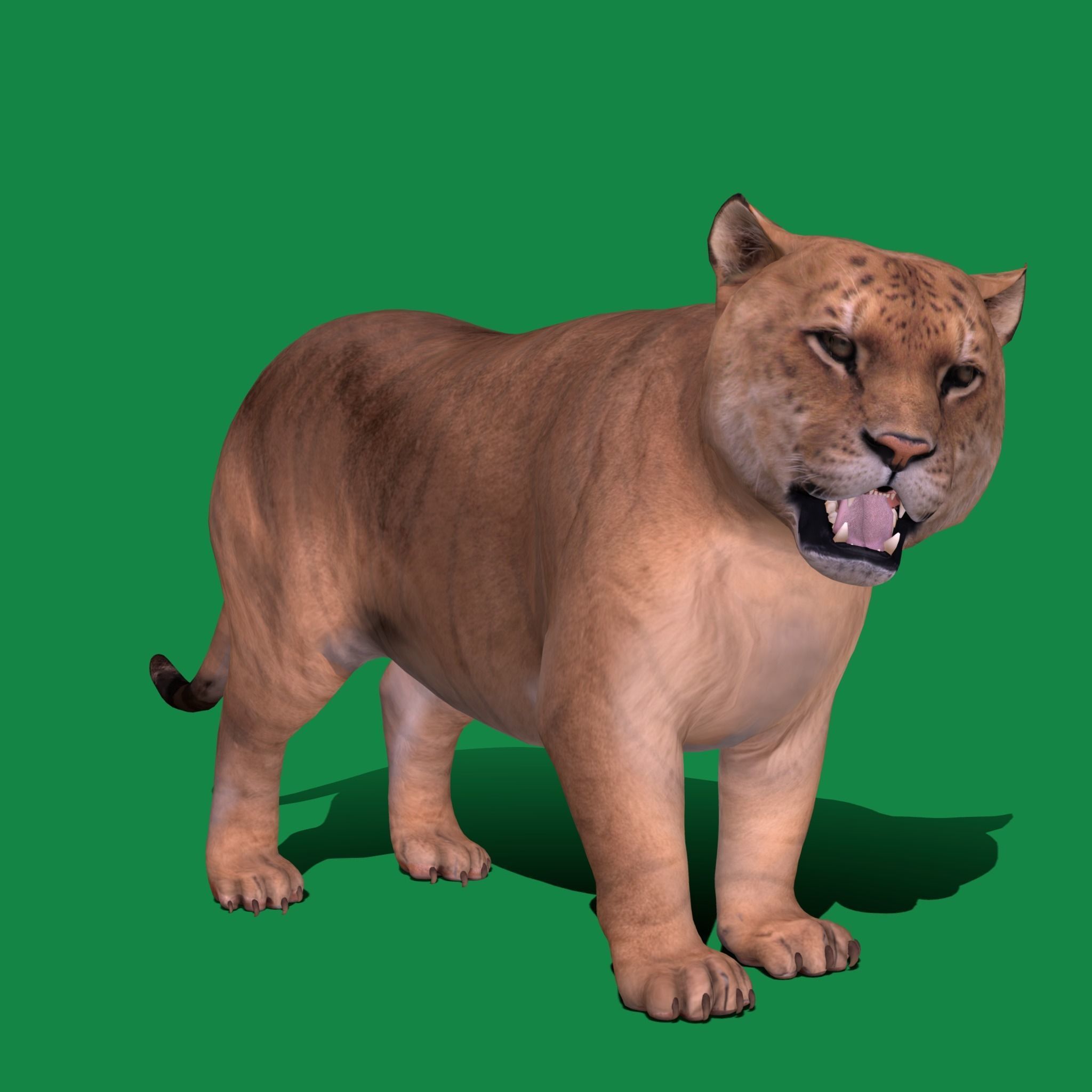 Liger Hybrid Feline 3D model_15