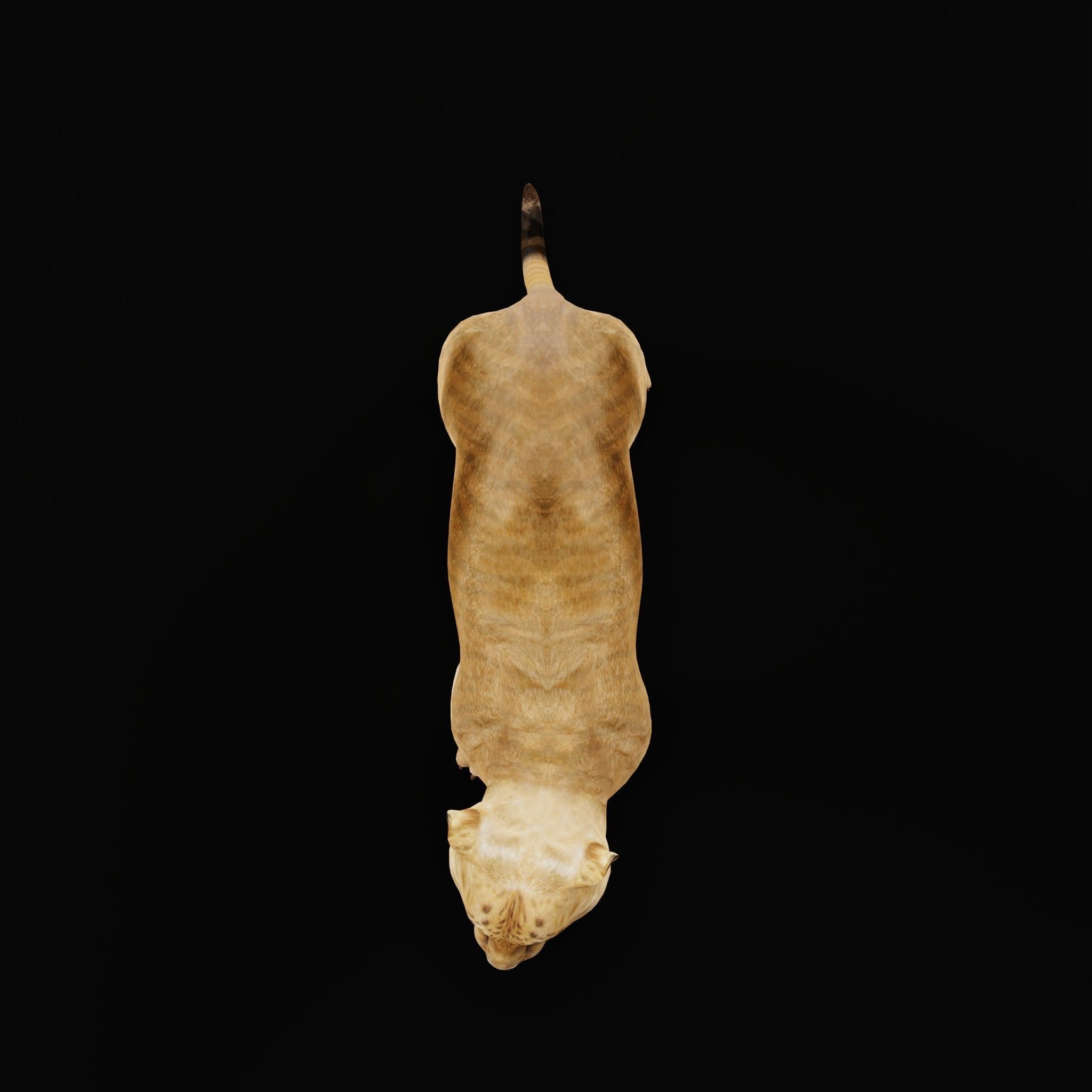 Liger Hybrid Feline 3D model_28