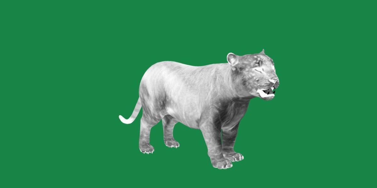 Liger Hybrid Feline 3D model_23