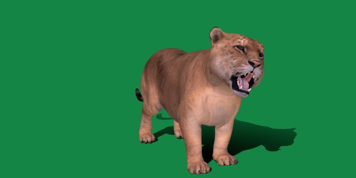 Liger Hybrid Feline 3D model_12