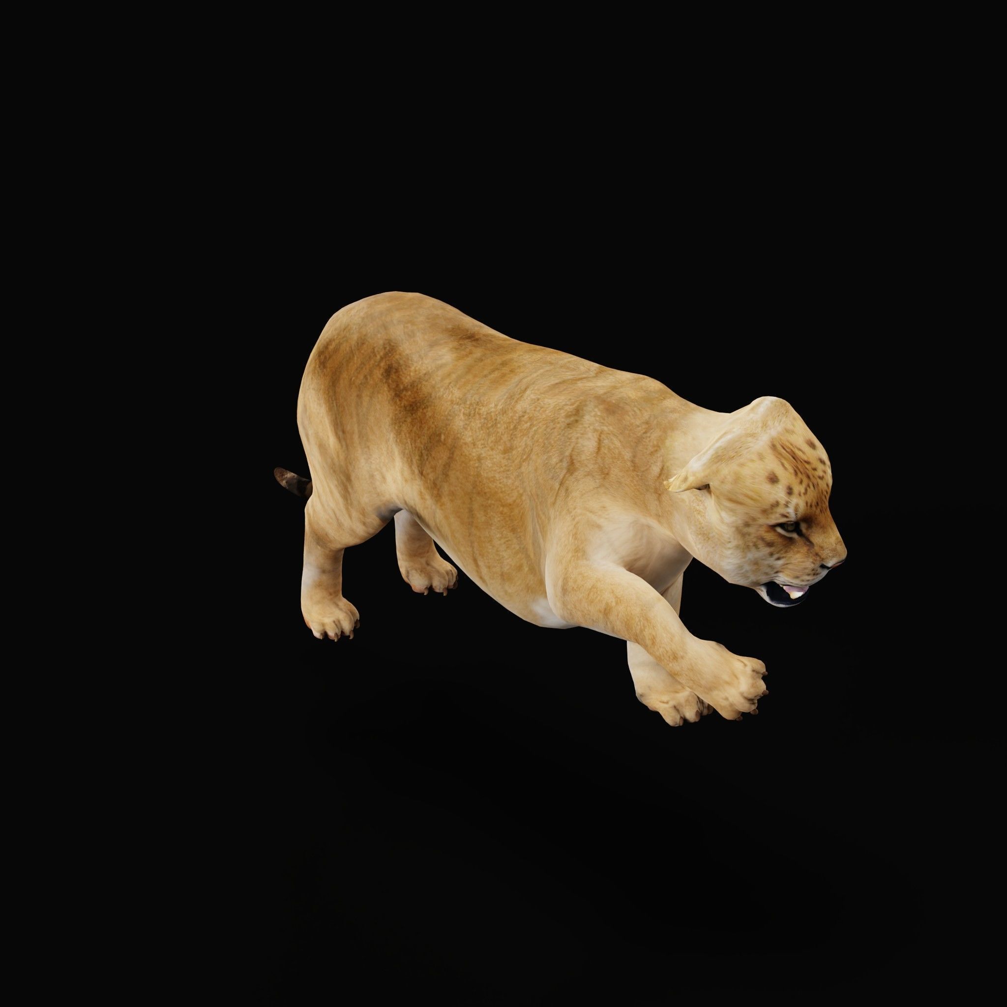 Liger Hybrid Feline 3D model_30