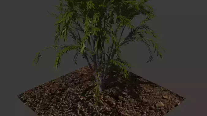 Tree with Dirt
