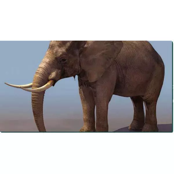Elephant Studio Max 3D model_0