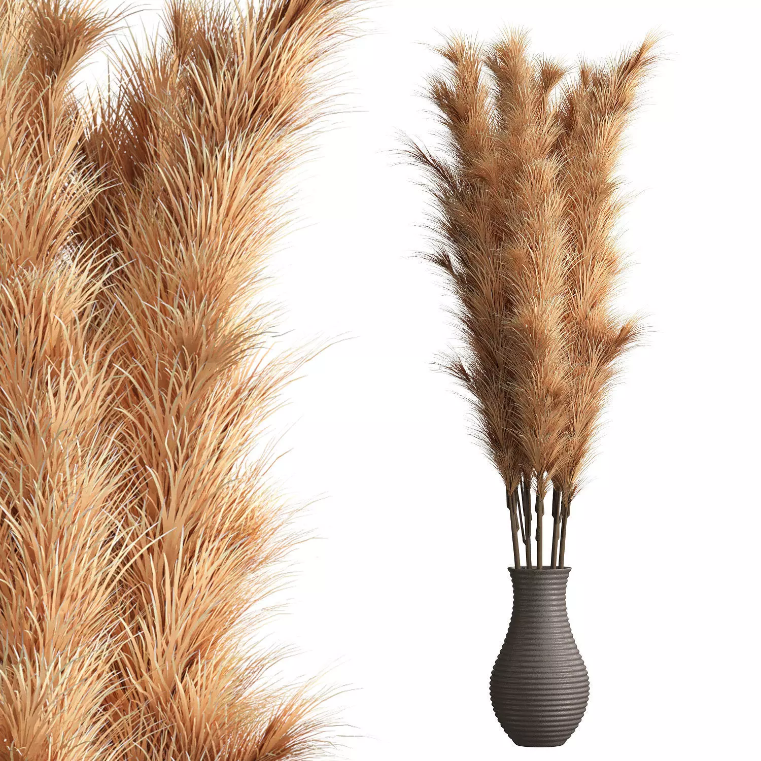 Cortaderia Plant 3D model