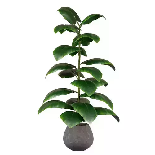 Indoor Plant