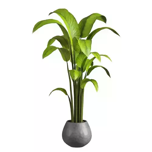 Indoor Plant