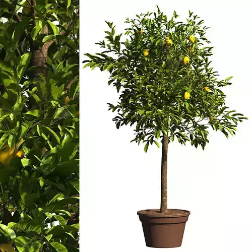 Lemon Tree Plant