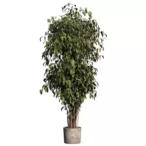 Ficus Tree Plant