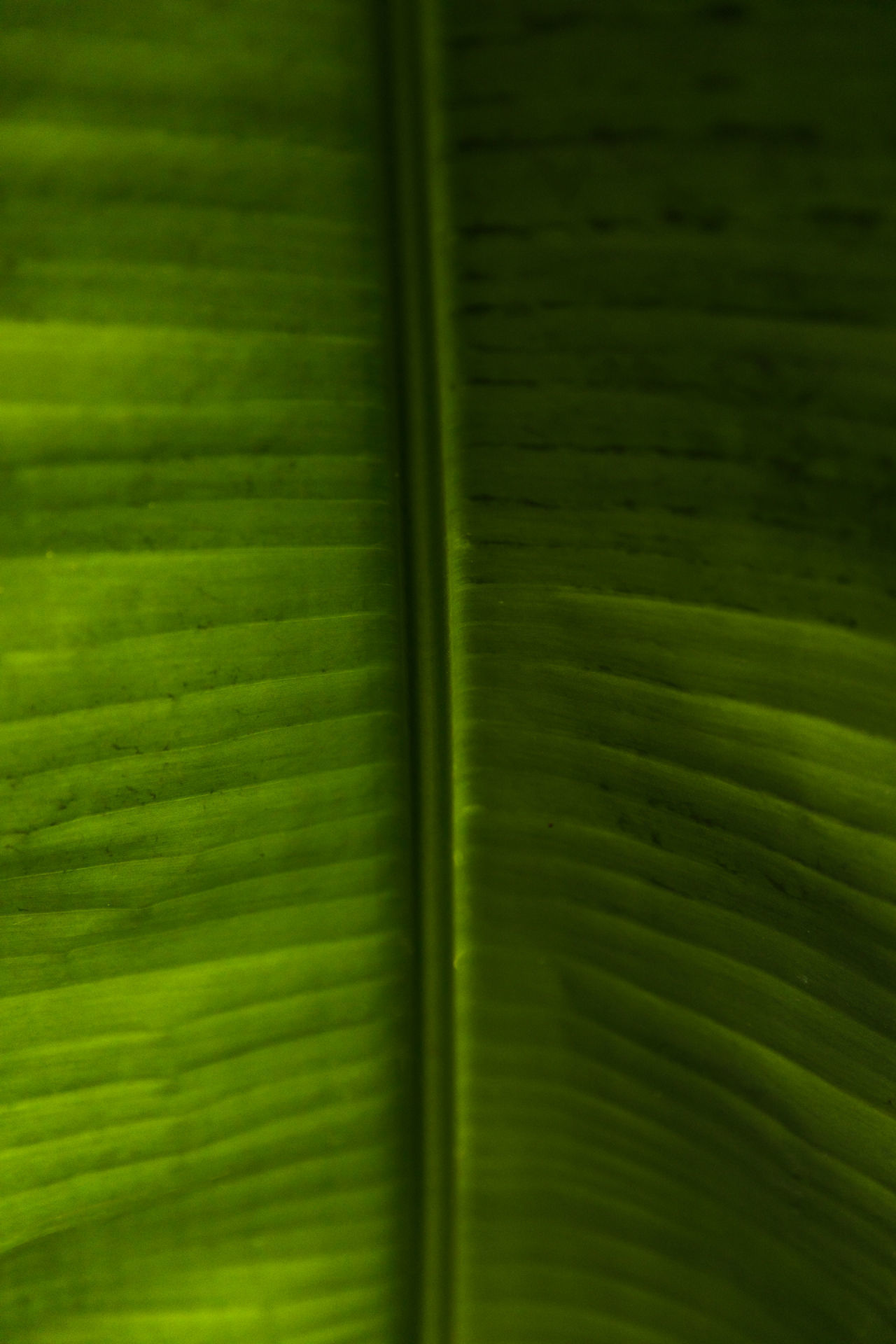 Arvores Palmeiras  3D model_3