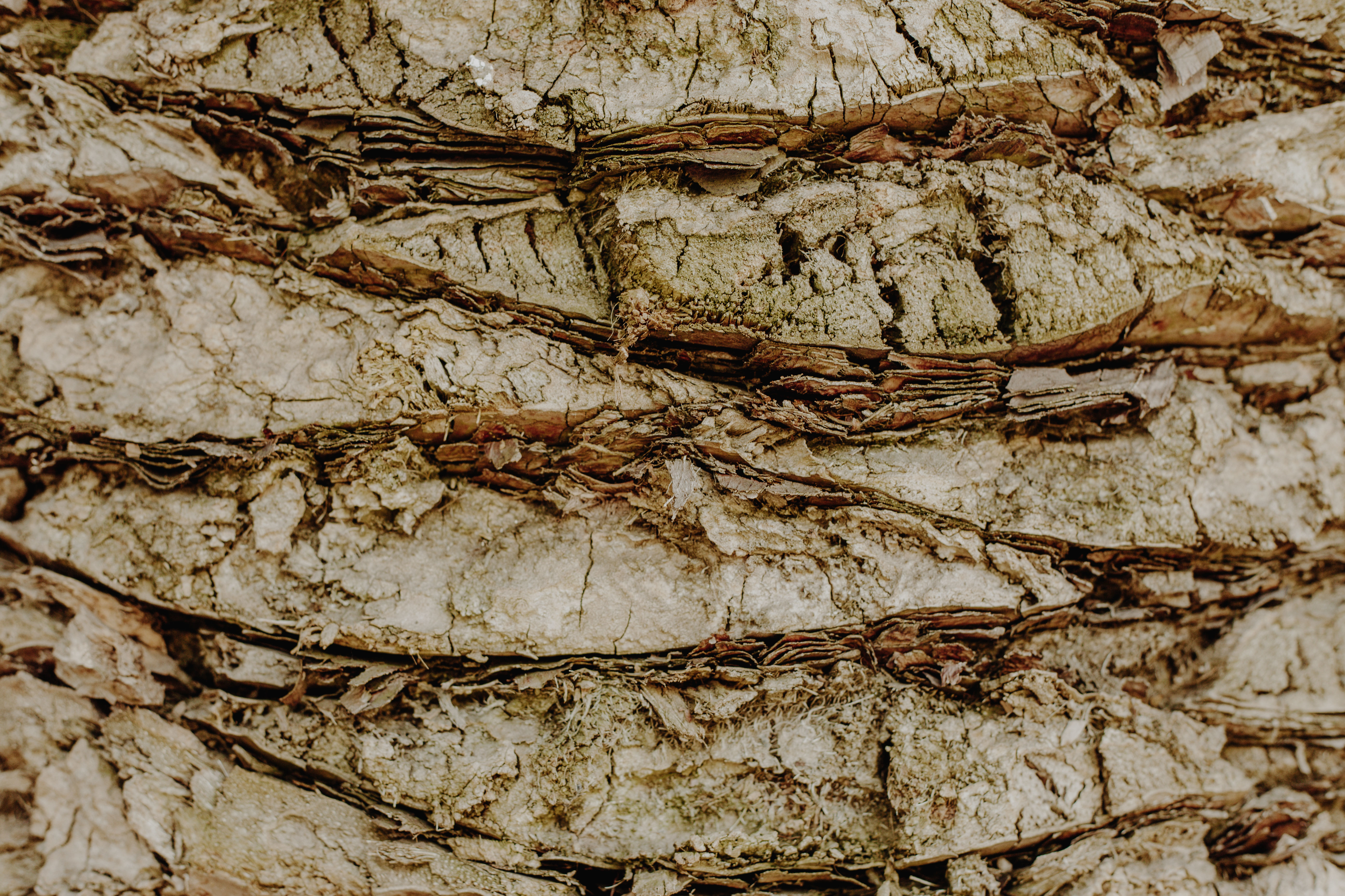 Arvores Palmeiras  3D model_5