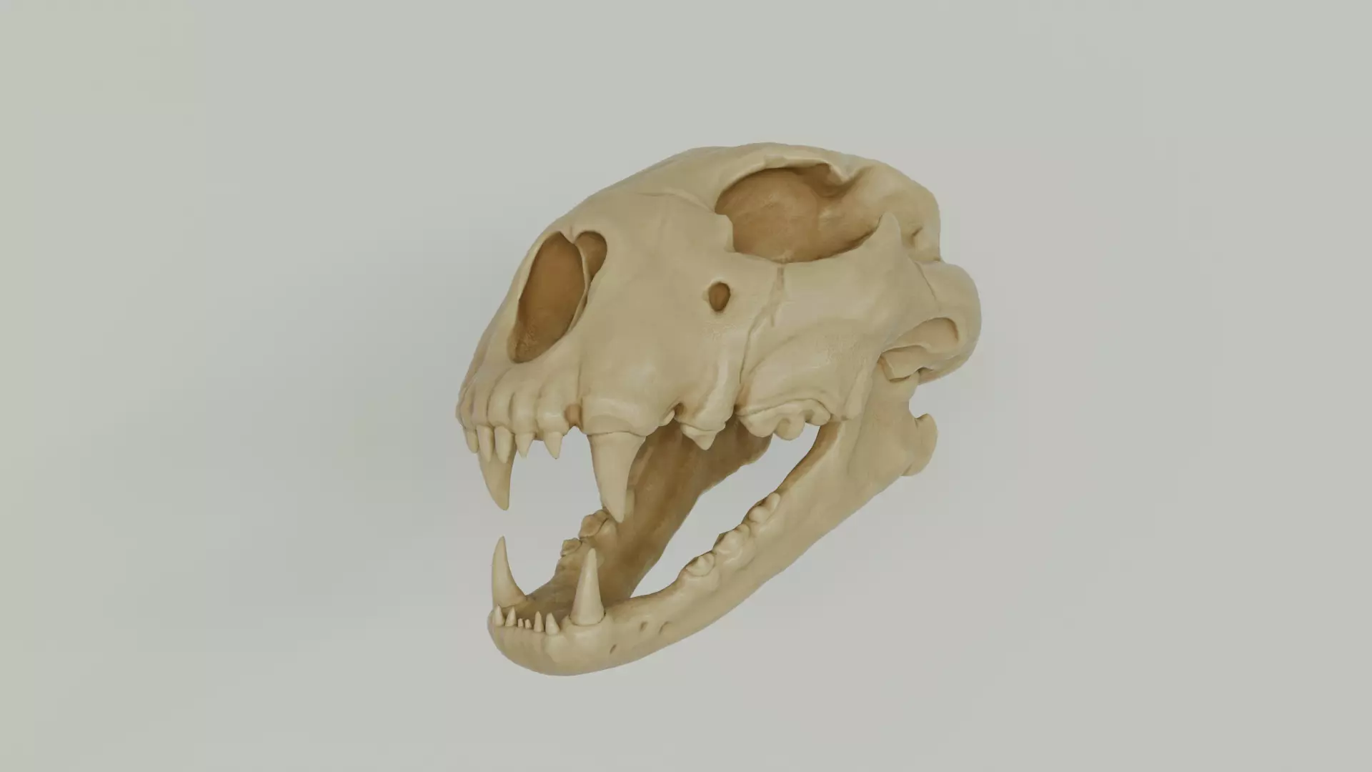 CHEETAH SKULL 3D Model Low-poly 3D model